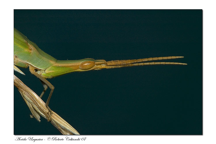 Orthoptera: Acrida ungarica mediterranea